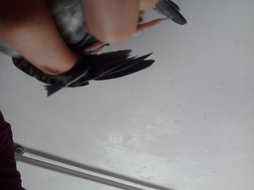 آی پت