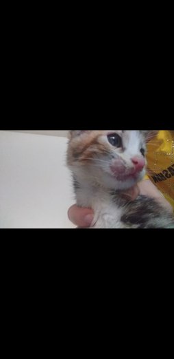 آی پت