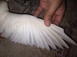 آی پت