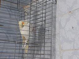 آی پت