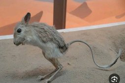 آی پت