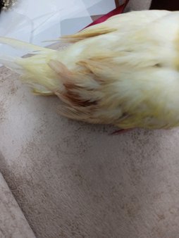آی پت