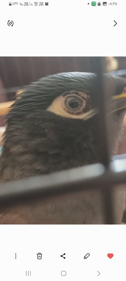 آی پت