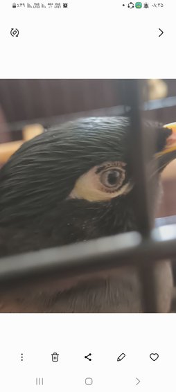 آی پت
