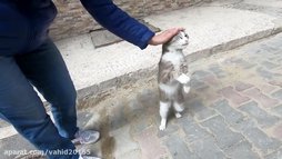 آی پت