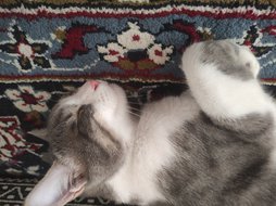 آی پت