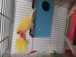 آی پت