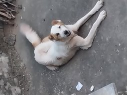 آی پت