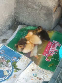 آی پت