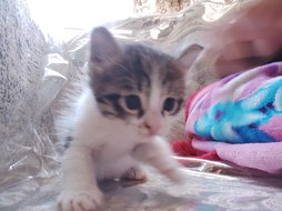 آی پت