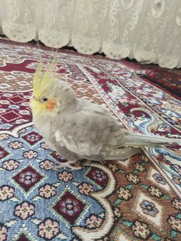 آی پت