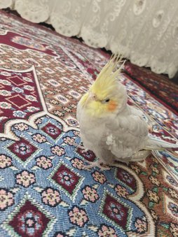آی پت