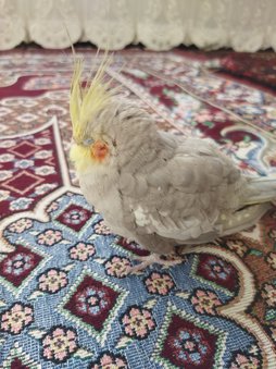 آی پت