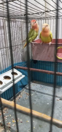 آی پت