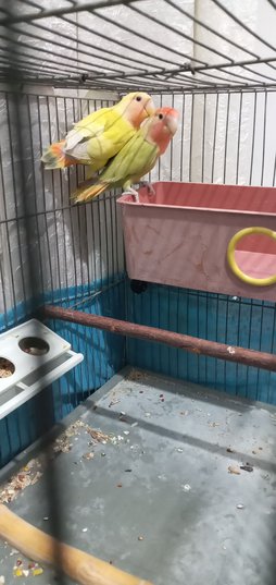 آی پت