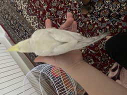 آی پت