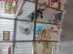 آی پت