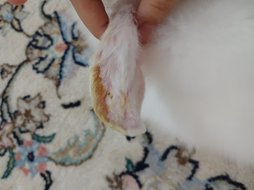 آی پت