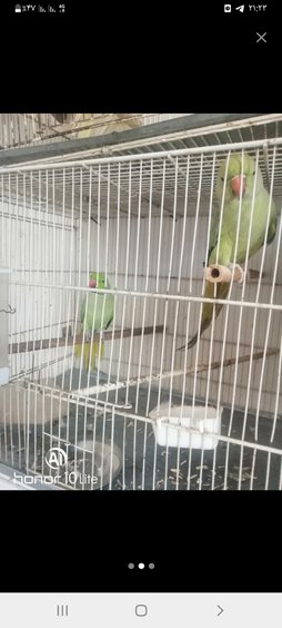 آی پت