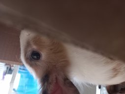 آی پت