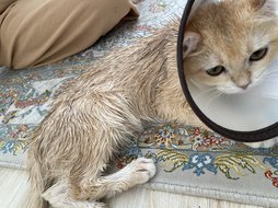آی پت