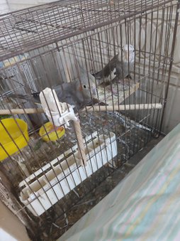 علیرضا هستم. جفت دارم. وایت فیس و سینامون