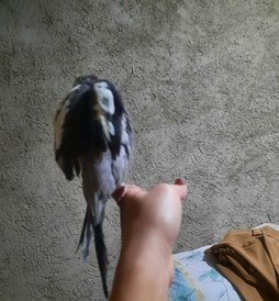 پر ریزی و پرهای نامرتب