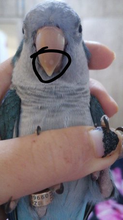 لکه روی نوک