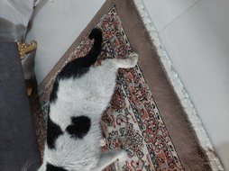 افتادن از ارتفاع