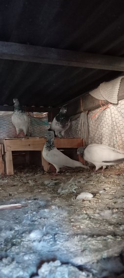 کبوتر زخمی شده