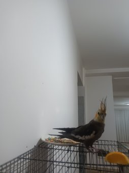 دمش شکسته و پرش نصفش