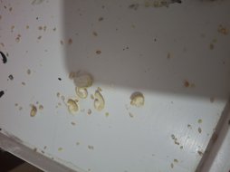 تغییر رنگ در فضله