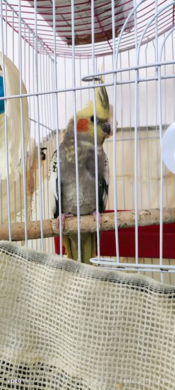 جنسیت عروس هلندی