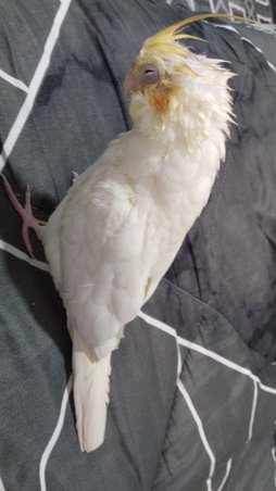 عروس هلندی