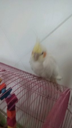 آی پت