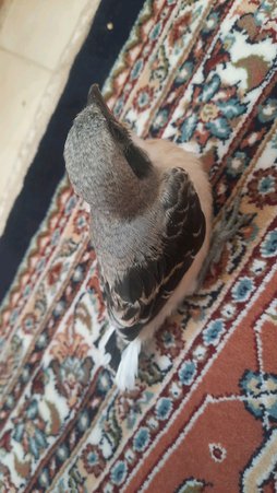 آی پت
