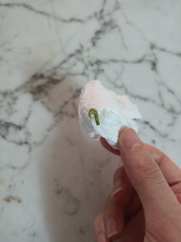 رنگ مدفوع و صدای خش خش