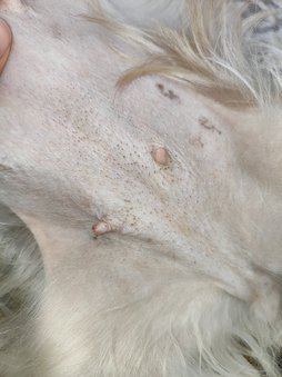 لکه های مشکی روی سینه
