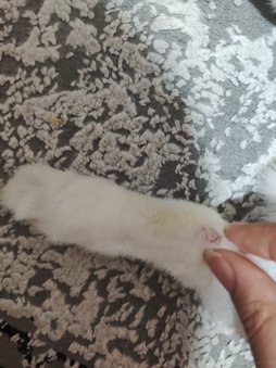 کف پای خرگوش