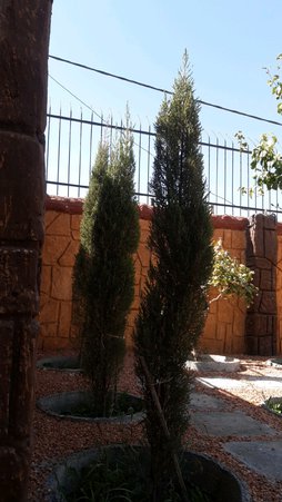 گلآریس