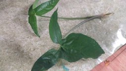گلآریس