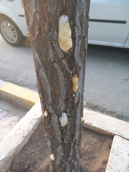 گلآریس