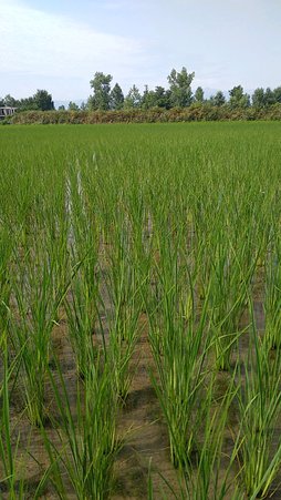 نوک سوزی برنج