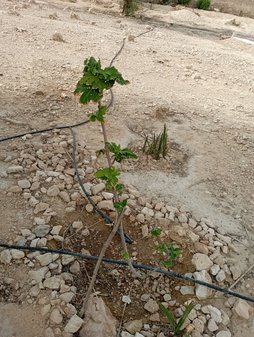 آریس
