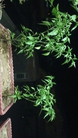 آریس