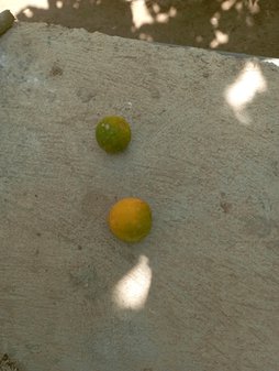 آریس