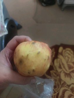 آریس