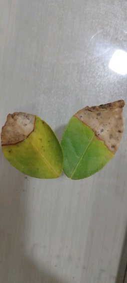 آریس