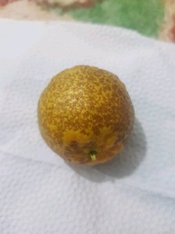 آریس