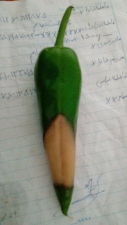 آریس